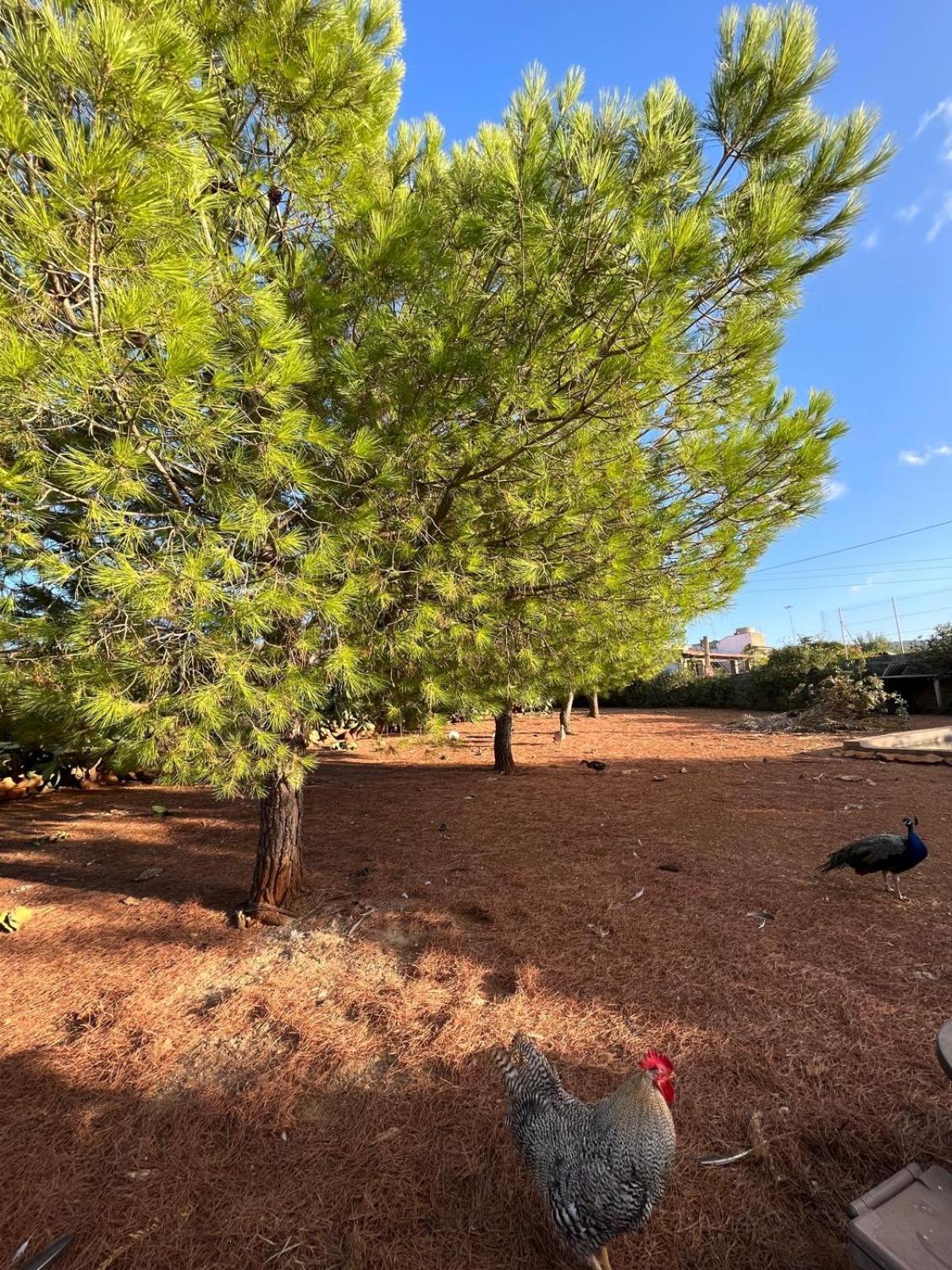 Villa Lea Custonaci Bagian luar foto